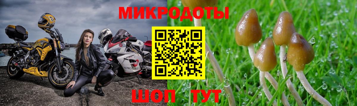 Псилоцибиновые грибы Cubensis Михайловка